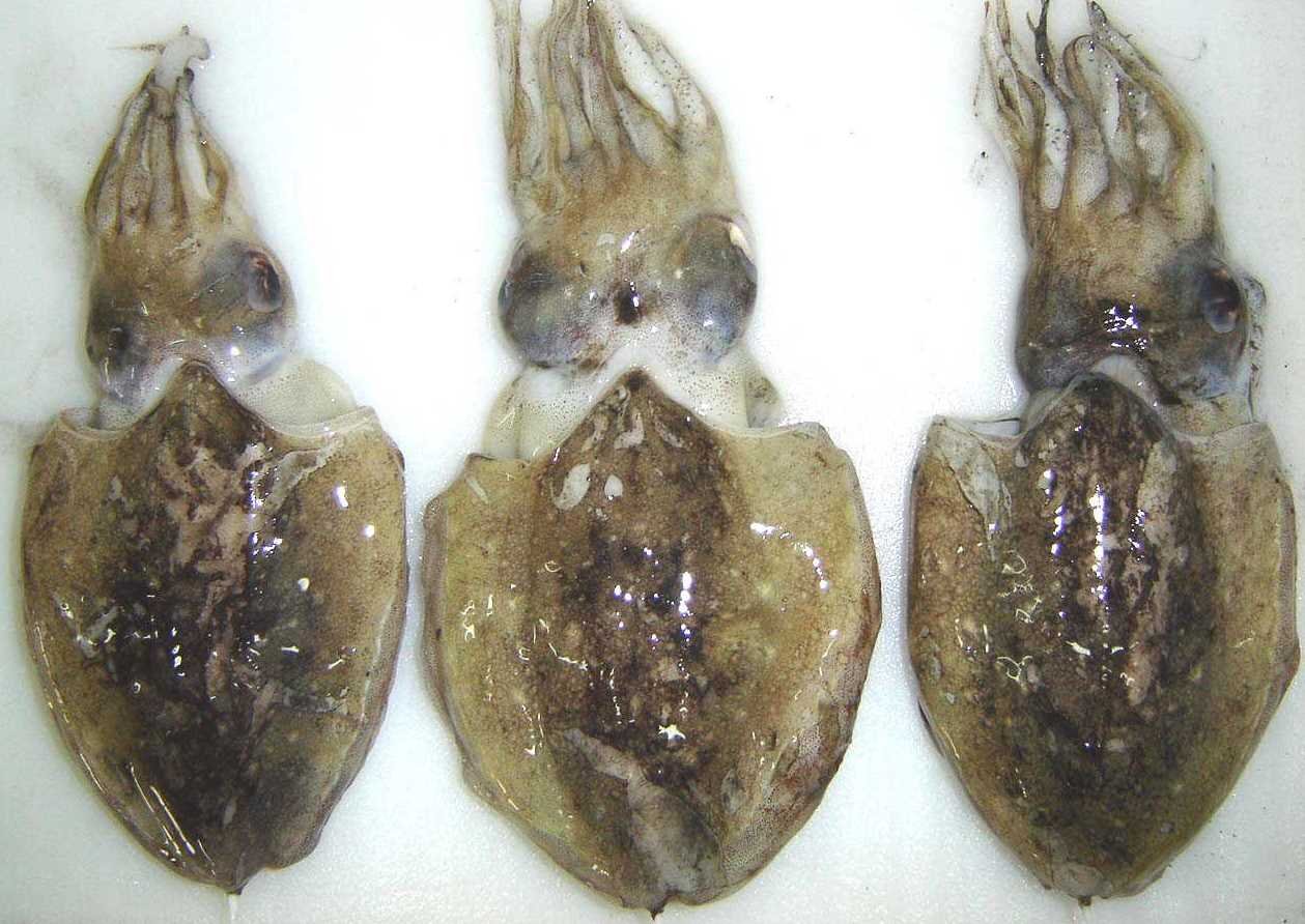 CUTTLE FISH