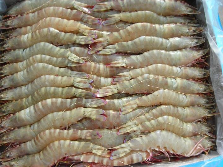 FLOWER SHRIMP