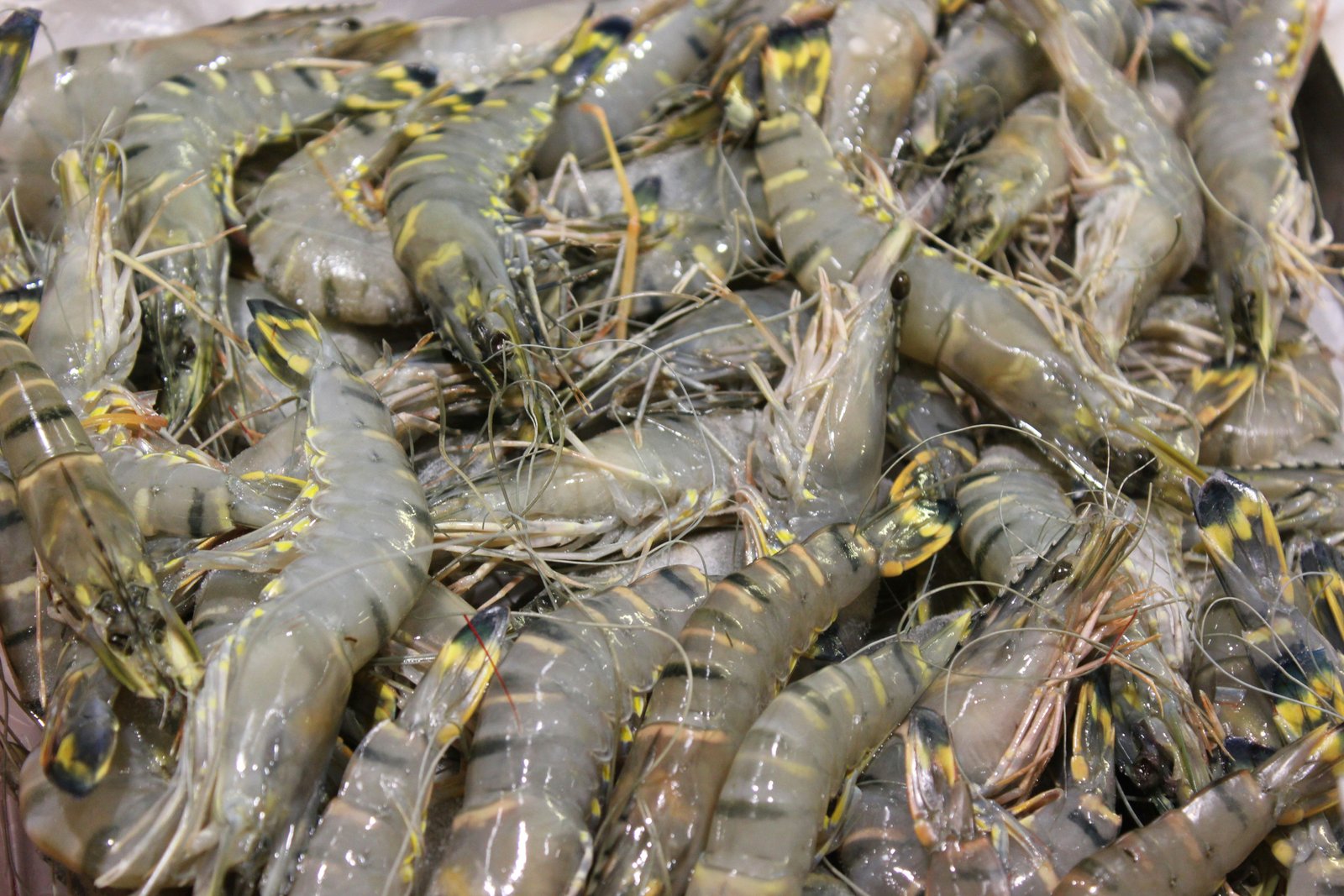 "HEAD ON, SHELL ON" (HOSO) BLACK TIGER SHRIMP