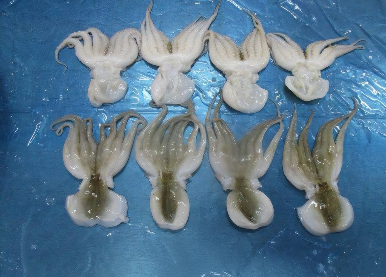 OCTOPUS