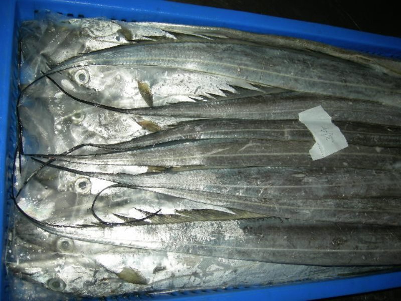 RIBBON FISH