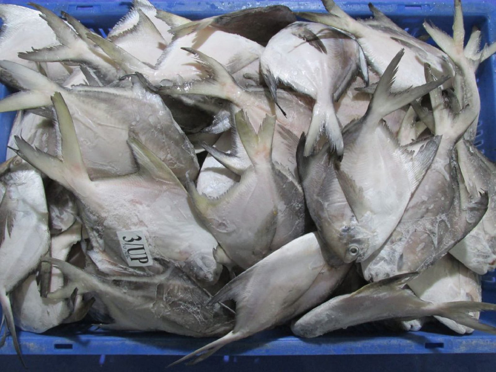 SILVER POMFRET