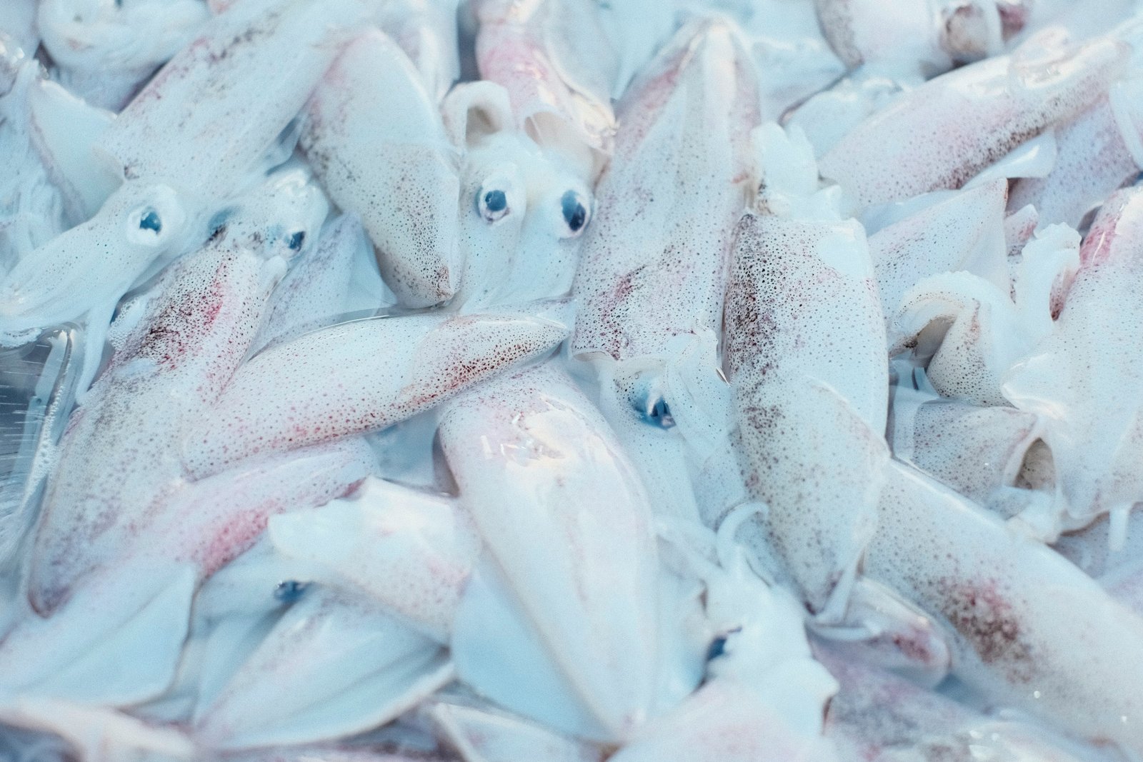 SQUID