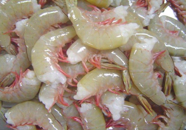 SEA WHITE